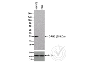 Figure 1: Western blot of lysates from NIH/3T3 cells (Lane 1, positive control) and HeLa cells (Lane 2, negative control) probed with anti-GRB2 (upper panel) or with anti- Actin for loading control (lower panel).