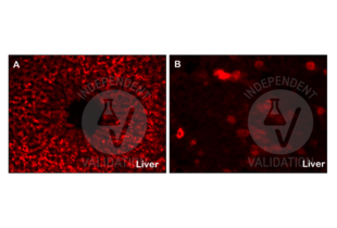 Immunohistochemistry validation image for anti-Insulin-Degrading Enzyme (IDE) (AA 491-590) antibody (ABIN723665)