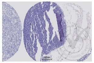 Figure 4: Isotype control immunostaining of human thymus (brown). Counterstain in blue. 