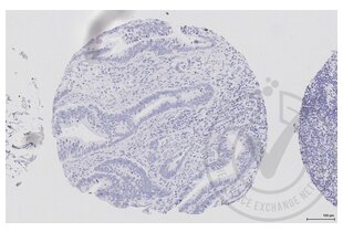 Figure 3: Human colon tissue stained with isotype control antibody (brown) and counterstained with hematoxylin. 