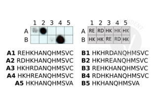 Protein Array validation image for anti-Arginylation (N-Term) antibody (ABIN4368250) (Arginylation (N-Term) anticorps)