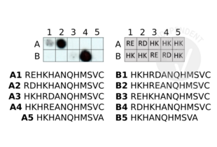 Protein Array validation image for anti-Arginylation (N-Term) antibody (ABIN4368250)