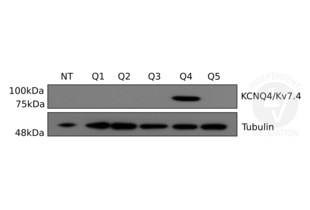 Western Blotting validation image for anti-Potassium Voltage-Gated Channel, KQT-Like Subfamily, Member 4 (KCNQ4) (AA 2-77) antibody (ABIN1304779)