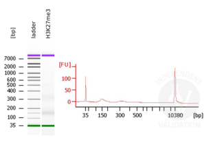 Bioanalyzer readout before library preparation using DNA fragments prepared with ABIN6923138 anti-H3K27me3 CUT&RUN positive control antibody. 