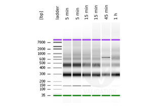 Bioanalyzer readout after library preparation using DNA fragments prepared with ABIN6923138 anti-H3K27me3 CUT&RUN positive control antibody and MNase digestion for the indicated times. 