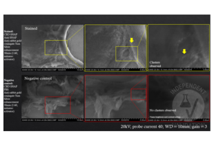 Electron Microscopy validation image for Rabbit anti-Goat IgG antibody (Colloidal Gold) (ABIN1720731)