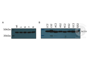 Western Blotting validation image for anti-Actin antibody (ABIN3181106)