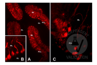 Immunohistochemistry validation image for anti-Calbindin (CALB1) antibody (ABIN6254097)
