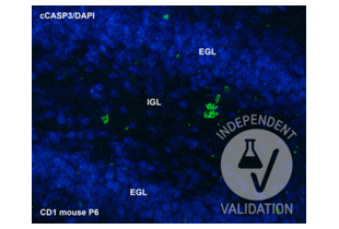 Immunohistochemistry validation image for anti-Caspase 3 p12 (Cleaved-Asp175) antibody (ABIN7251291)