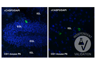 Immunohistochemistry validation image for anti-Caspase 3 p17 (Cleaved-Asp175) antibody (ABIN7251013)