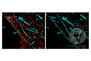 FFPE normal human cortex tissue section labeled with anti-DLG4 antibody ABIN361694 (green; bound to fluorophore ATTO 550) after EDTA antigen retrieval. MAP2 and Synapsin were labeled with anti-MAP2 antibody ABIN125739 (cyan; bound to fluorophore ATTO 550) and anti-SYN1 antibody ABIN5542390 (red; bound to fluorophore AF488).