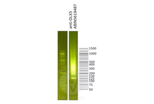 Library profiles comparing fragment size distributions on an E-Gel EX 2% agarose gel (Thermo Fisher). Fragments obtained from CUT&RUN using anti-DLX5 antibody ABIN5619487 (right) after library preparation, compared to the E-Gel Sizing DNA Ladder (Thermo Fisher) (left).