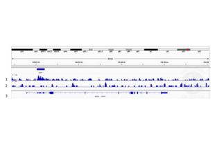 1. Peaks for DLX5 called by SEACR. 2. Alignment tracks from CUT&RUN targeting DLX5 in mouse fore limb (11.5) cells using ABIN5619487, showing the Axin2 locus. 3. Alignment tracks using negative control IgG, ABIN1019613. 4. RefSeq Genes.
