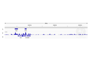 Cleavage Under Targets and Release Using Nuclease validation image for anti-Ets Variant 4 (ETV4) (AA 1-207) antibody (ABIN6131217)