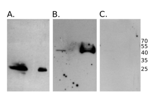 Western Blotting validation image for anti-HA-Tag (C-Term), (N-Term) antibody (ABIN2443910) (HA-Tag anticorps  (C-Term, N-Term))