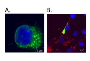 Immunocytochemistry validation image for anti-HA-Tag (C-Term), (N-Term) antibody (ABIN2443910) (HA-Tag anticorps  (C-Term, N-Term))