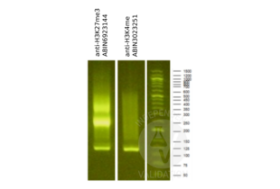 Library profiles comparing fragment size distributions on an E-Gel EX 2% agarose gel (Thermo Fisher). Fragments obtained from CUT&RUN using an anti-H3K27me3 CUT&RUN Positive Control antibody (ABIN6923144) and anti-H3K4me (ABIN3023251) after library preparation, compared to the E-Gel Sizing DNA Ladder (Thermo Fisher).