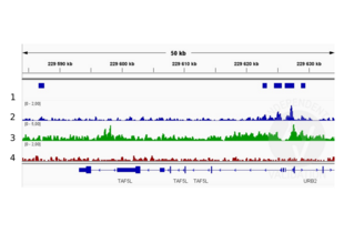 Alignment tracks from CUT&RUN targeting H3K4me in HEK293T cells. 1. Peaks called by SEACR from CUT&RUN data using anti-H3K4me antibody ABIN3023251. 2. Alignment track for CUT&RUN reads obtained using anti-H3K4me antibody ABIN3023251 in HEK293T cells. CUT&RUN reads are normalized to sequencing depth per million reads. 3. Alignment track of ChIP-seq for H3K4me in HEK293 cells obtained from ENCODE, experiment ENCSR000FCG, track ENCFF274LAP. Coverage is shown as fold change over control. 4. Alignment track for CUT&RUN negative control normalized to sequencing depth per million reads.