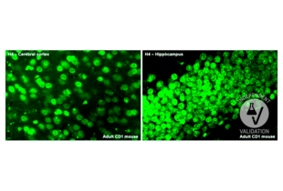 Immunohistochemistry validation image for anti-Histone H4 (HISTH4) (AA 2-103) antibody (ABIN7440314)