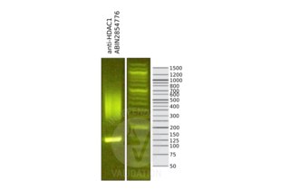 Cleavage Under Targets and Release Using Nuclease validation image for anti-Histone Deacetylase 1 (HDAC1) antibody (ABIN2854776)