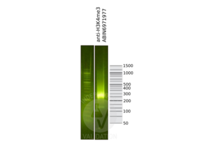 Cleavage Under Targets and Release Using Nuclease validation image for anti-Histone H3 (H3) (3meLys4) antibody (ABIN6971977) (Histone 3 anticorps  (3meLys4))