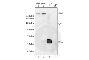 Western Blotting validation image for anti-IgA Secretory Component (Membrane-Bound), (Soluble) antibody (ABIN457936)