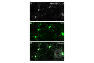 Colocalization (C) of the signals in PFA fixed tissue sections of CX3CR1 GFP mouse brain for the immunostaining of with ABIN2857032 (A) and GFP (B).