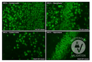 Immunohistochemistry validation image for anti-Origin Recognition Complex, Subunit 1 (ORC1L) antibody (ABIN7252683)