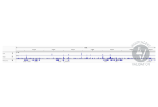 Cleavage Under Targets and Release Using Nuclease validation image for anti-RAD21 Homolog (RAD21) (Center) antibody (ABIN2856242)