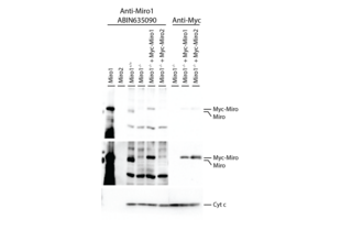 Western blot customer validation ABIN635090. Refer to the protocol section for more information.