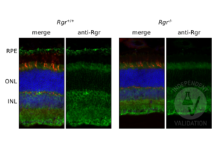 Immunohistochemistry validation image for anti-Retinal G Protein Coupled Receptor (RGR) antibody (ABIN7271760) (RGR anticorps)