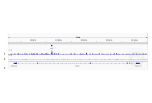 Cleavage Under Targets and Release Using Nuclease validation image for anti-SMAD Family Member 4 (SMAD4) (N-Term) antibody (ABIN6972727) (SMAD4 anticorps  (N-Term))