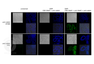 Immunofluorescence images of oyster visceral mass tissue, with the specificity of Anti-Rabbit Alexa 488 (top row) and Anti-Rabbit FITC (bottom row) compared. Unstained samples (left column) were compared to test samples (right column) to visualize degree of auto-fluorescence. The absence of anti-SNAP served as the negative control (middle column), it has led to the absence of fluorescence at the same imaging and visualization setting for the green channels, implying the SNAP Tag antibody ABIN1573927 specifically recognizes the SNAP tag.