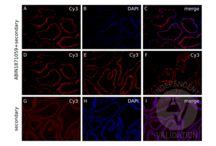 Immunofluorescence validation image for anti-Androgen Receptor (AR) antibody (ABIN1871059) (Androgen Receptor anticorps)