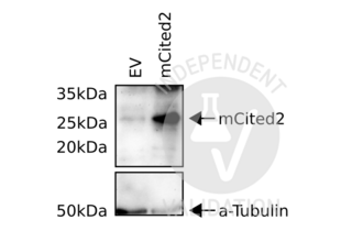 Western Blotting validation image for anti-Cbp/p300-Interacting Transactivator, with Glu/Asp-Rich Carboxy-terminal Domain, 2 (CITED2) antibody (ABIN6291914) (CITED2 anticorps)
