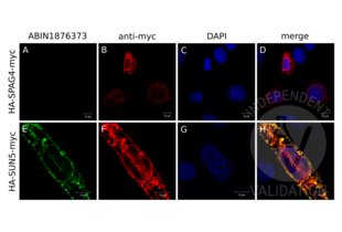 Immunocytochemistry validation image for anti-Sad1 and UNC84 Domain Containing 5 (SUN5) antibody (ABIN1876373) (SUN5 anticorps)