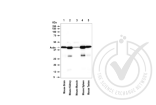 Western Blotting validation image for anti-Actin, beta (ACTB) (AA 2-16) antibody (ABIN1742508)