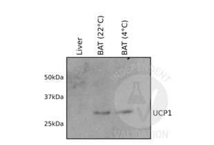 Lysates from mitochondrial fraction isolated from mouse liver tissue (negative control) or brown adipose tissue (BAT) without (22°C) or with (4°C) cold exposure for 6h were resolved by SDS-PAGE gel electrophoresis followed by Western blotting analysis using UCP1 primary antibody ABIN3056733. 