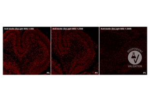 The TUNEL reaction was performed using biotinylated dUTP and revealed with ABIN6720668  (anti-biotin DyLight 800-conjugated). Magnification: 20x.