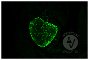 Staining with ABIN7448121 of glucagon immunostained α cells in the CD1 mouse pancreatic islets. Original magnification 20x.
