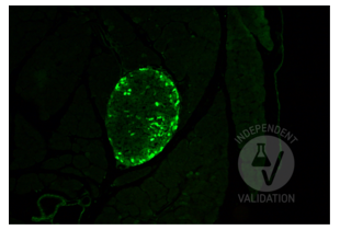 Staining with ABIN7448121 of glucagon immunostained α cells in the CD1 mouse pancreatic islets. Original magnification 20x.