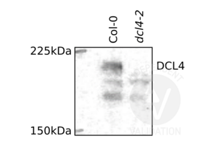 Western Blotting validation image for anti-Dicer-Like Protein 4 (DCL4) (N-Term) antibody (ABIN2441994) (DCL4 anticorps  (N-Term))