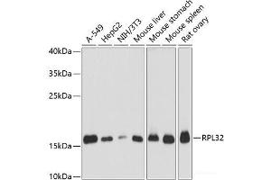 Western blot analysis of extracts of various cell lines using RPL32 Polyclonal Antibody at dilution of 1:3000. (RPL32 anticorps)