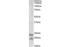 ABIN1590127 (0. (IL-25 anticorps  (AA 66-79))