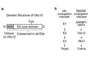 Figure shows the structural domain features of UBC12. (UBE2M anticorps  (AA 169-180))