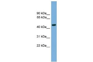 WB Suggested Anti-Foxa2 Antibody Titration:  0. (FOXA2 anticorps  (Middle Region))