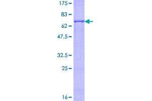 Image no. 1 for Lipoprotein-Associated phospholipase A2 (Lp-PLA2) (AA 22-441) protein (GST tag) (ABIN1315303)