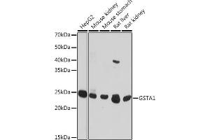 Western blot analysis of extracts of various cell lines, using GST antibody (8266) at 1:1000 dilution. (GSTA1 anticorps  (AA 1-222))