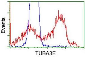 HEK293T cells transfected with either RC209279 overexpress plasmid (Red) or empty vector control plasmid (Blue) were immunostained by anti-TUBA3E antibody (ABIN2453754), and then analyzed by flow cytometry. (TUBA3E anticorps)