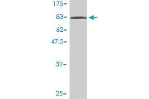 Western Blot detection against Immunogen (92. (XRCC6 anticorps  (AA 1-609))